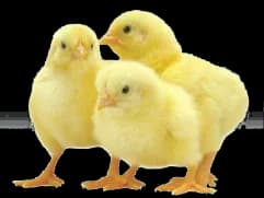 litle chicks Chiken it 