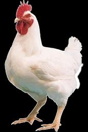 Chiken BroilerChiken it 